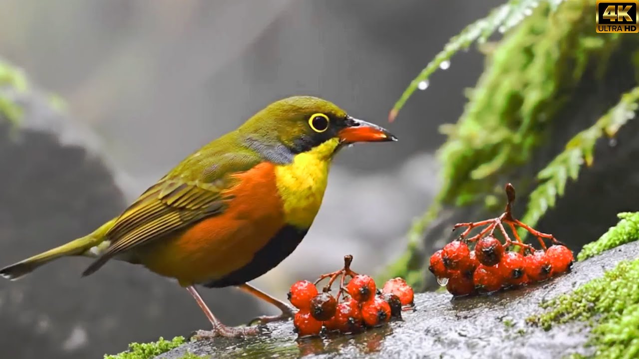 WILD BIRDS – The Most Beautiful Species You’ve Never Seen Before Ep.23209