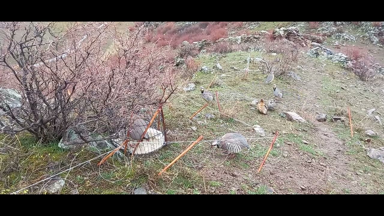 шикори кавги каратов 7 марта 20 22