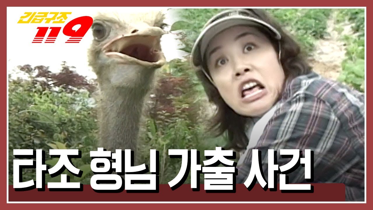 축사 문이 열려 있어 잠시 마실 나간 것 뿐인데... [긴급구조 119] KBS 030708 방송