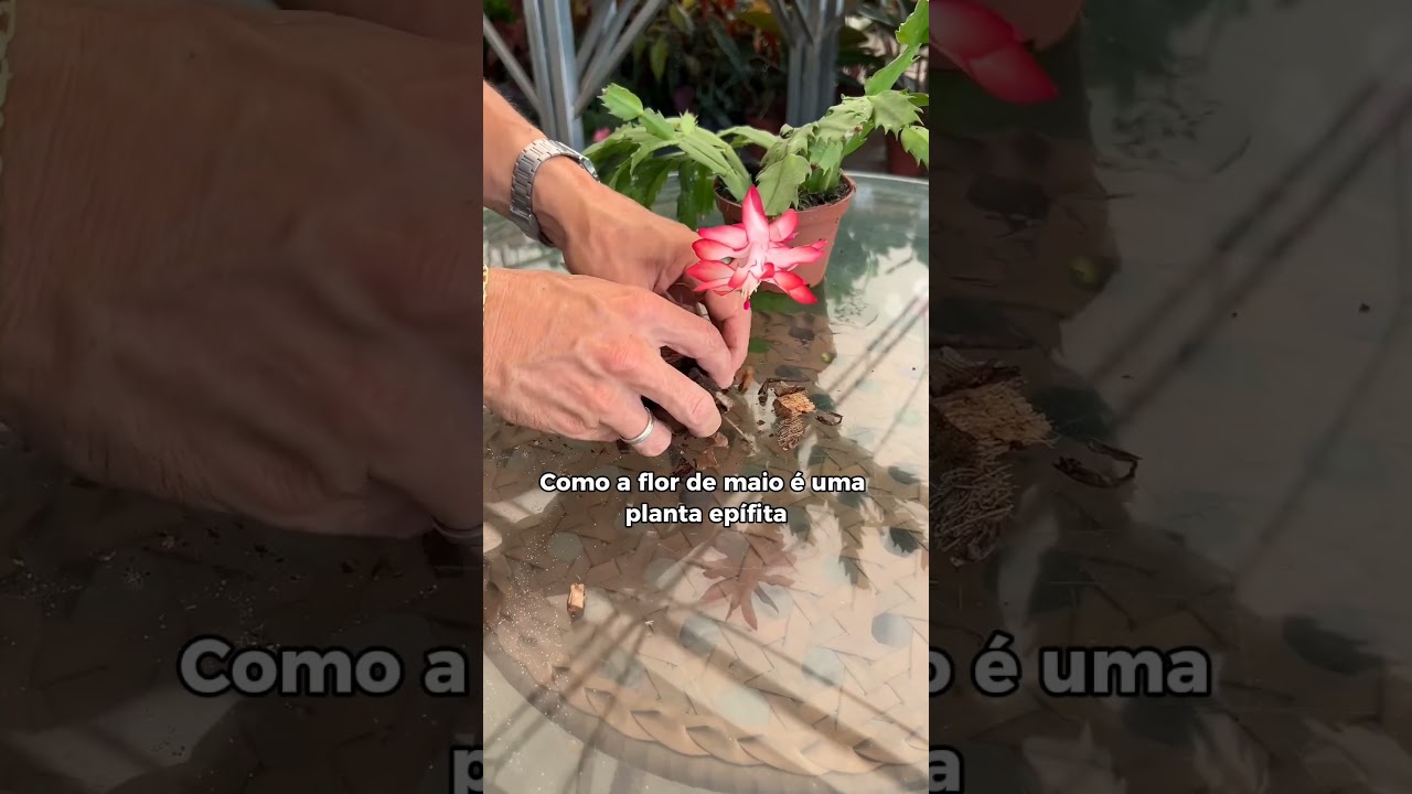 Replantio de flor-de-maio