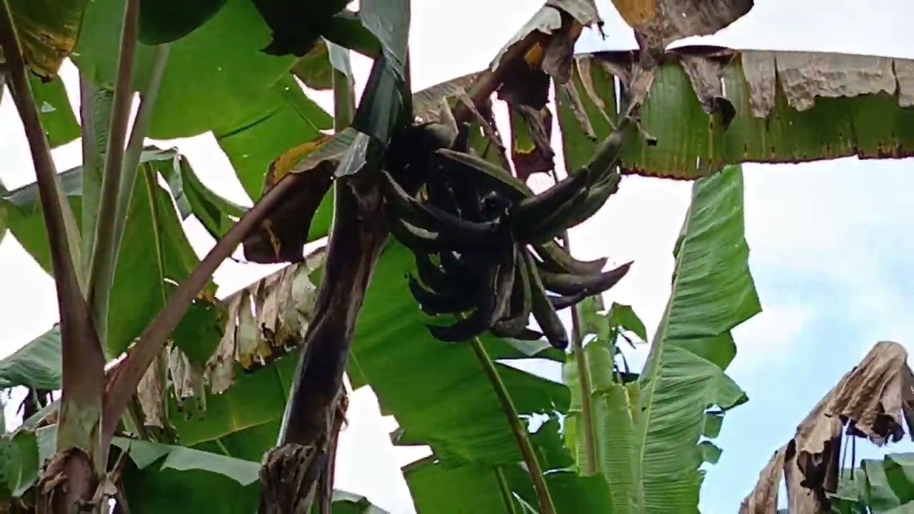Di jual kebun pisang tanduk luas 4050 M,500 pohon Sdah mulai berbuah .