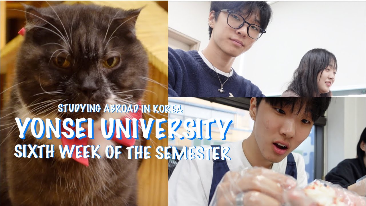 studying abroad at yonsei | classes, cat cafe, drinking out with friends, trying king crab