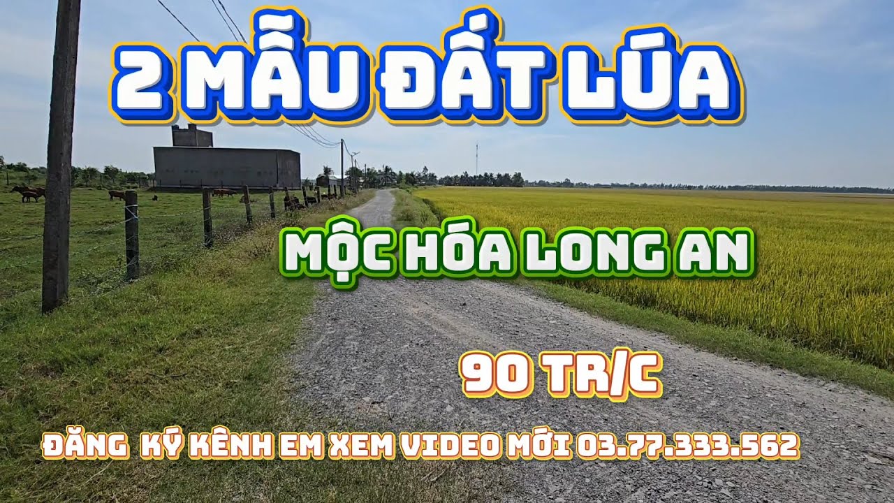 Bán  2 mẫu đất lúa  giá  chỉ  90 tr/ c tại mộc hóa long an  xe tải cập đất