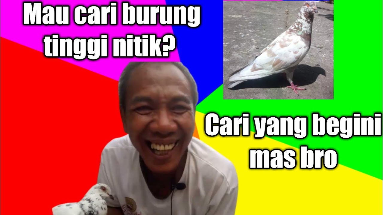 ciri-ciri merpati yang bisa terbang nitik