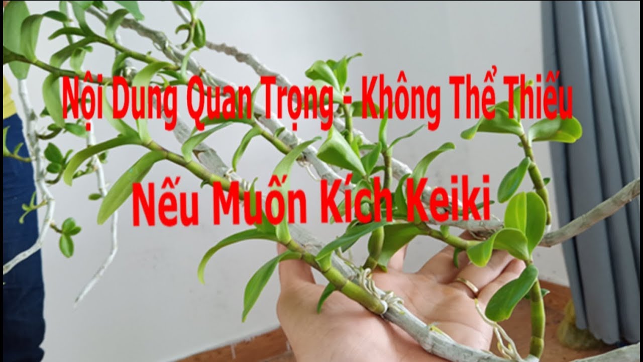 Nội Dung Quan Trọng Cần Nắm Nếu Muốn Kích Keiki Phi Điệp ( Giã Hạc)