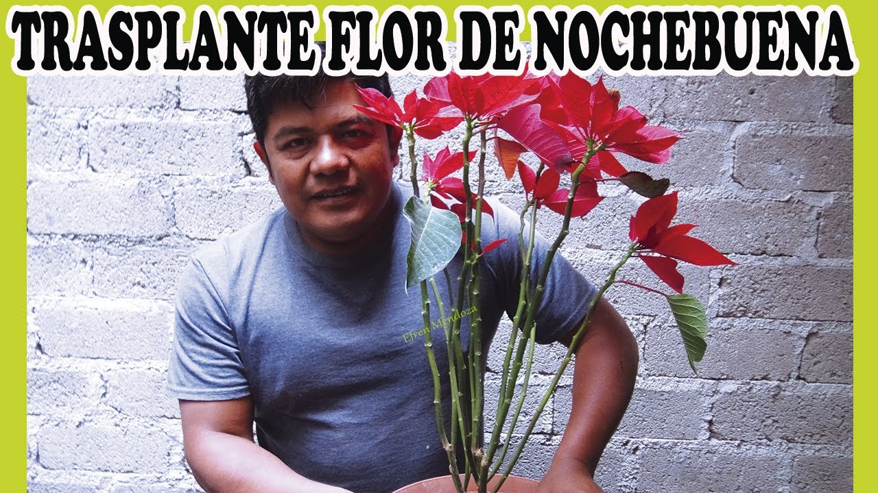 Cómo hacer un trasplante de nochebuena de manera sencilla y fácil 2/Efrén Mendoza