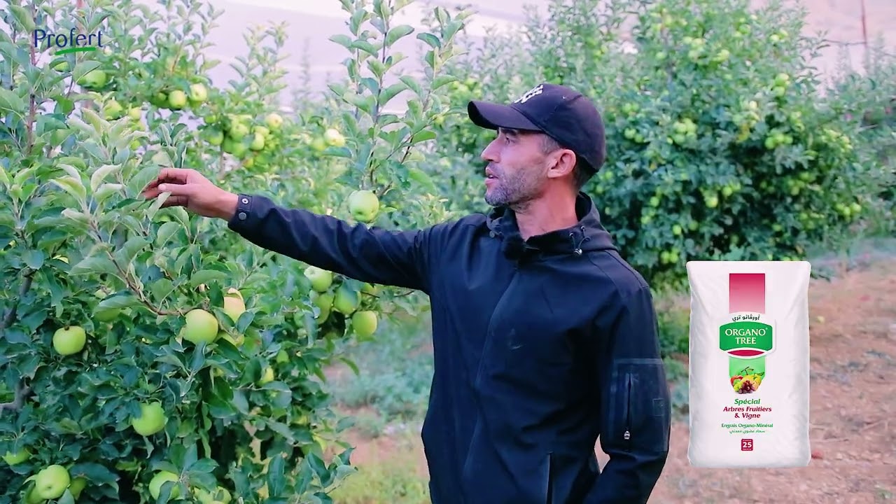 أورڨانو تري - Organo Tree