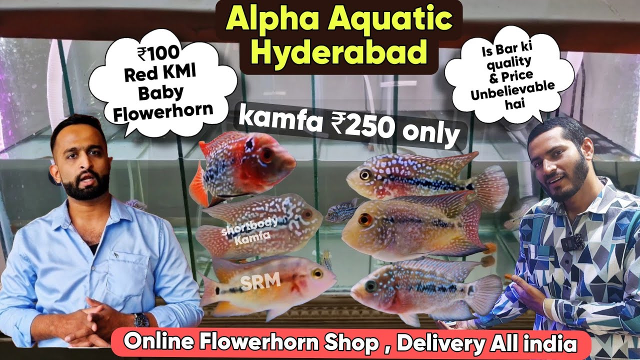 Red KML Baby Flowerhorn 100 & Kamfa 250 | Shortbody Kamfa| SRM Baby | at Alpha Aquatic Hyderabad