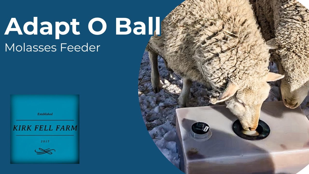 Кормление овец патокой