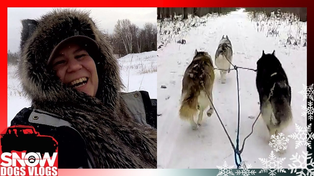 DOG SLEDDING AND SLEDDING INTO TREES