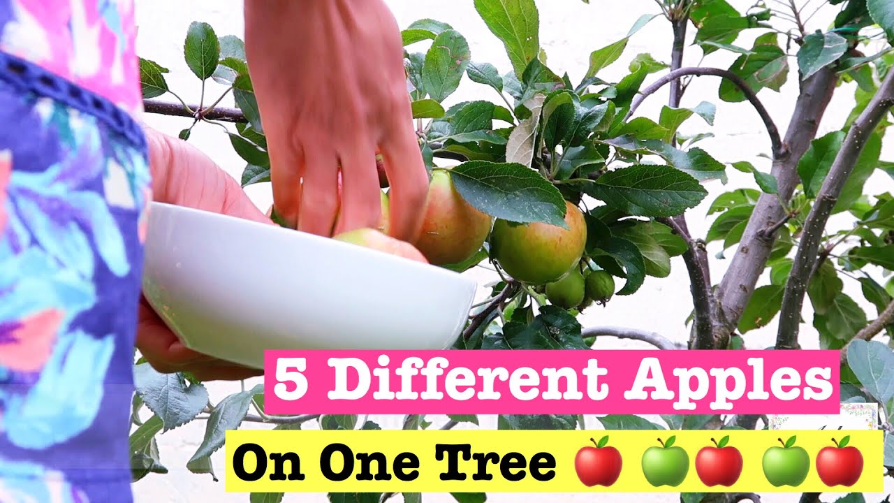 5 Different Apples On One Tree | My Garden Tour | Summer Aku