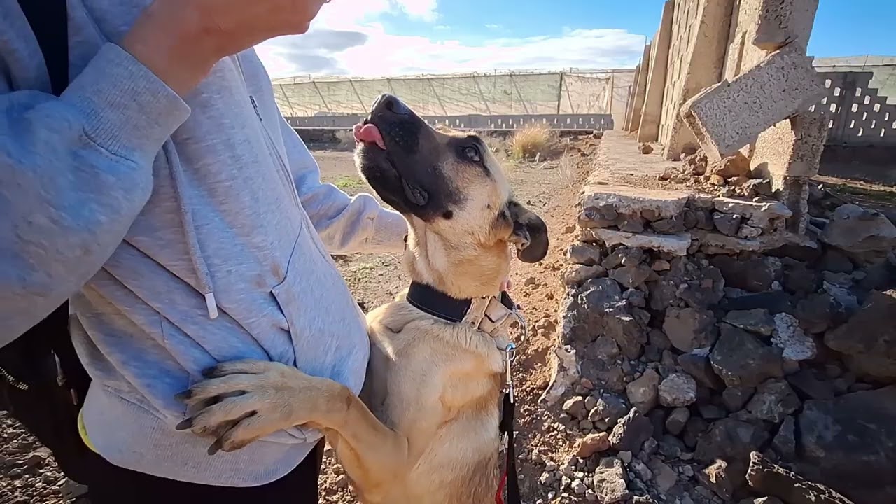 Available for adoption : -Noa