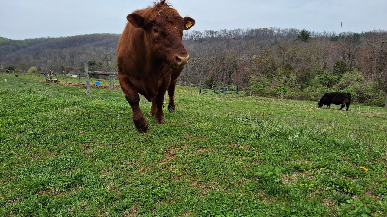 The cows break out! @BountifulBlessingsFarmPA  #cow #cattlefarm #cowcalf