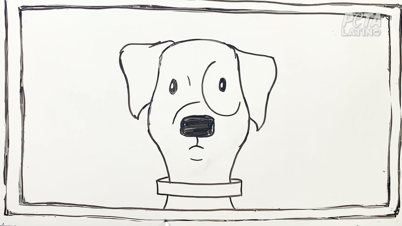 La historia de Dot cambia todo lo que piensas sobre los animales usados en cine y TV