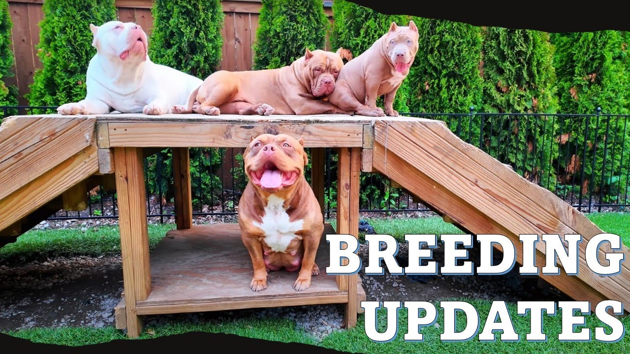 Puppies on the way? | Exciting Breeding Updates