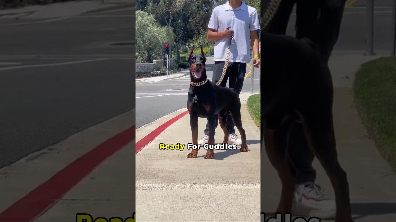 Топ-3 самых ласковых собак &ndash; настоящая милая собака #ytshorts #dogster #affectionatedog