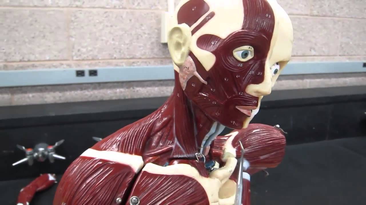A&P1 Lab #7 facial, neck,chest & abdominal muscles