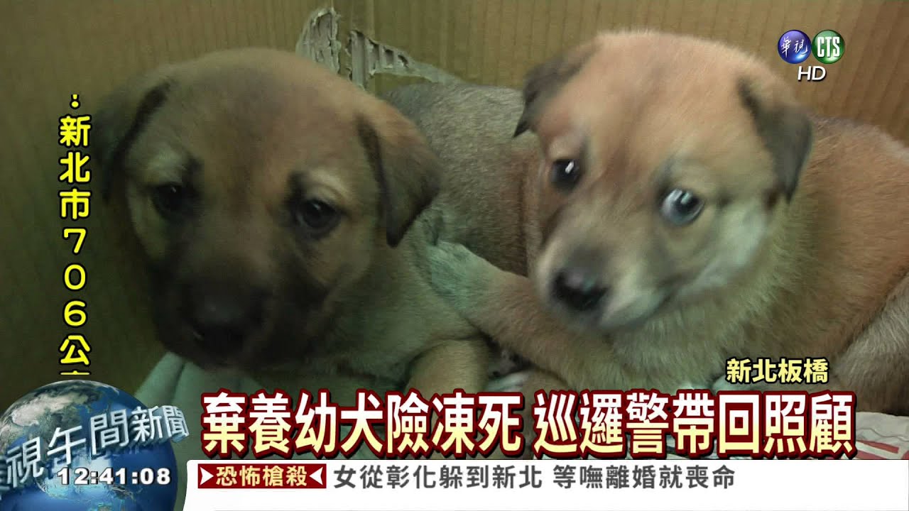 棄養幼犬險凍死 警餵奶照顧!