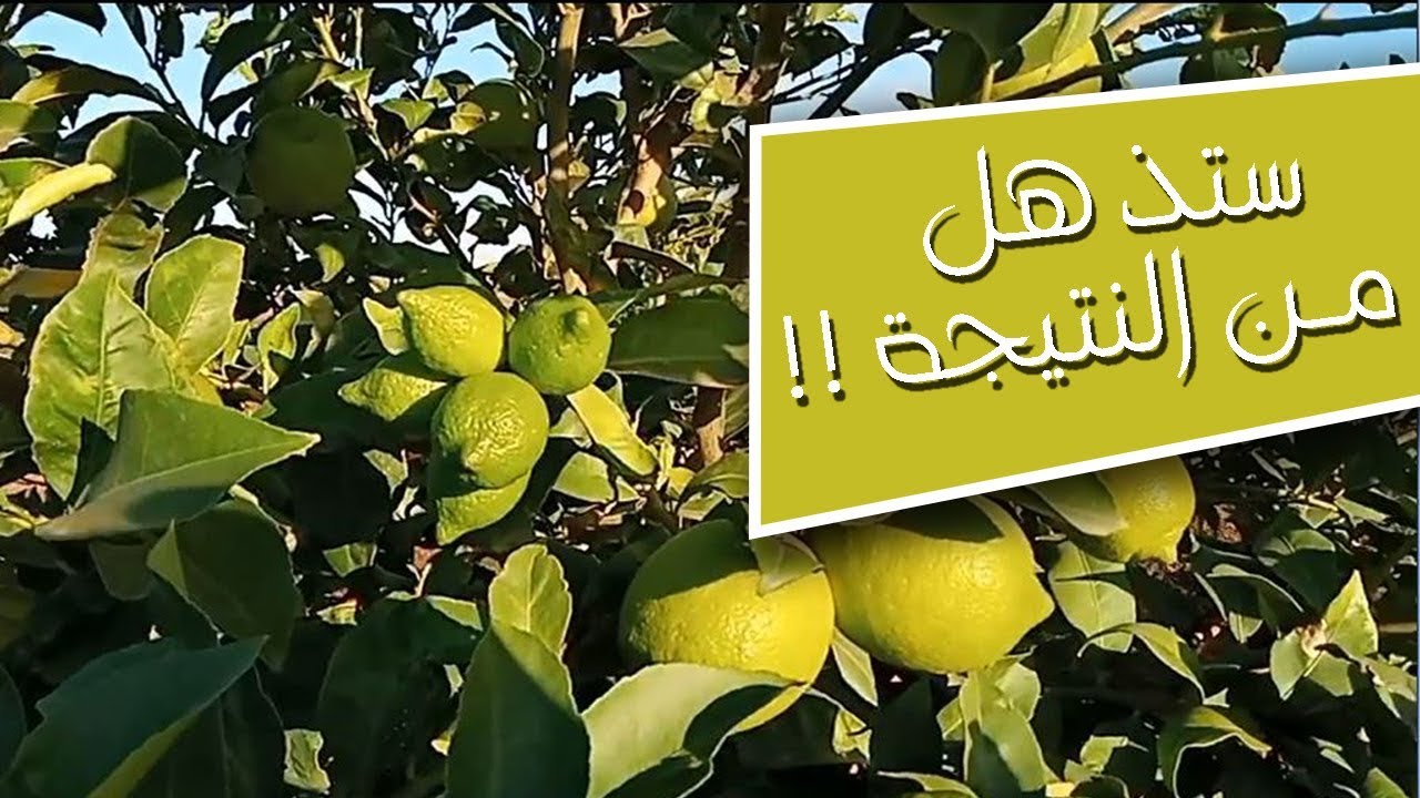 تعرف على أهم التقنيـات للإعتناء بشجــرة الليــمون كالمحترفين | CITRUS TREES