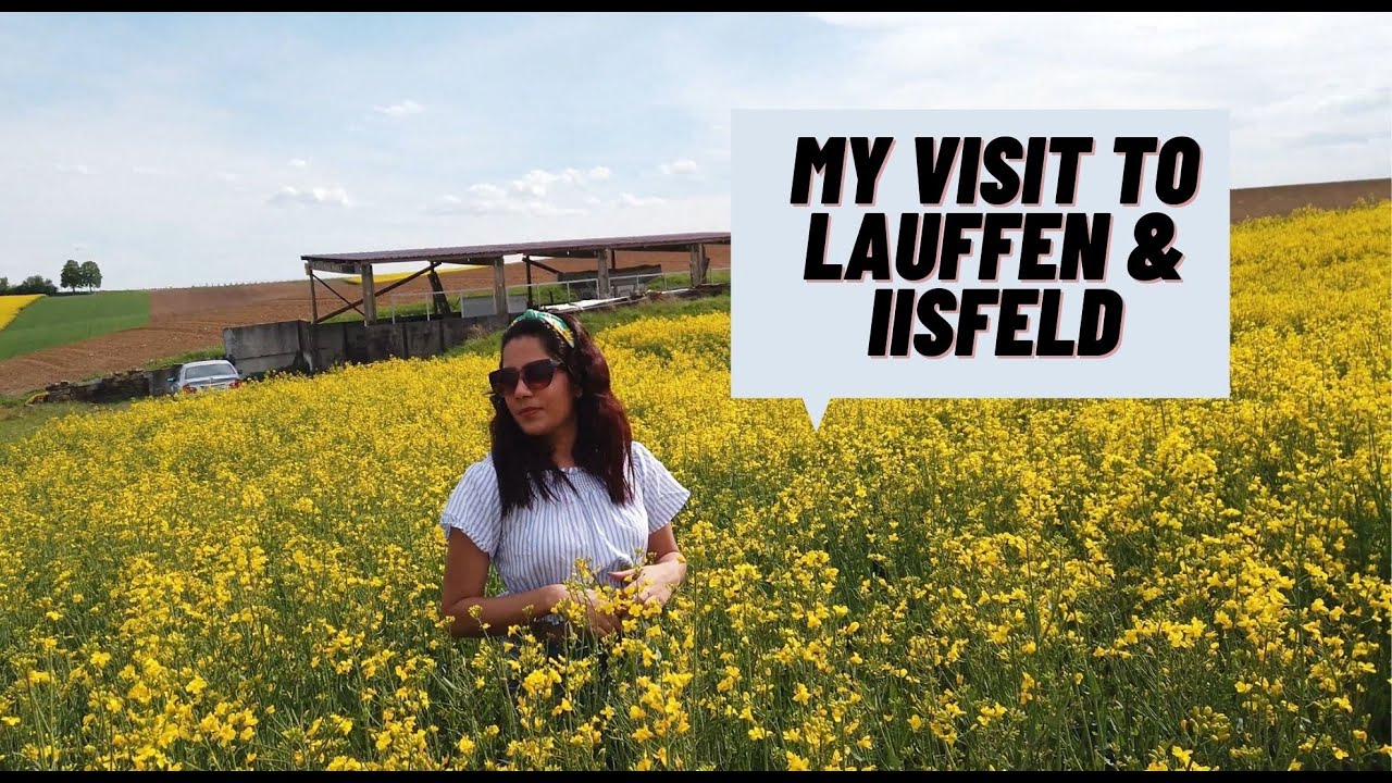 My Visit to Talheim, Lauffen am Neckar and IIsfeld I Mustard field in IIsfeld