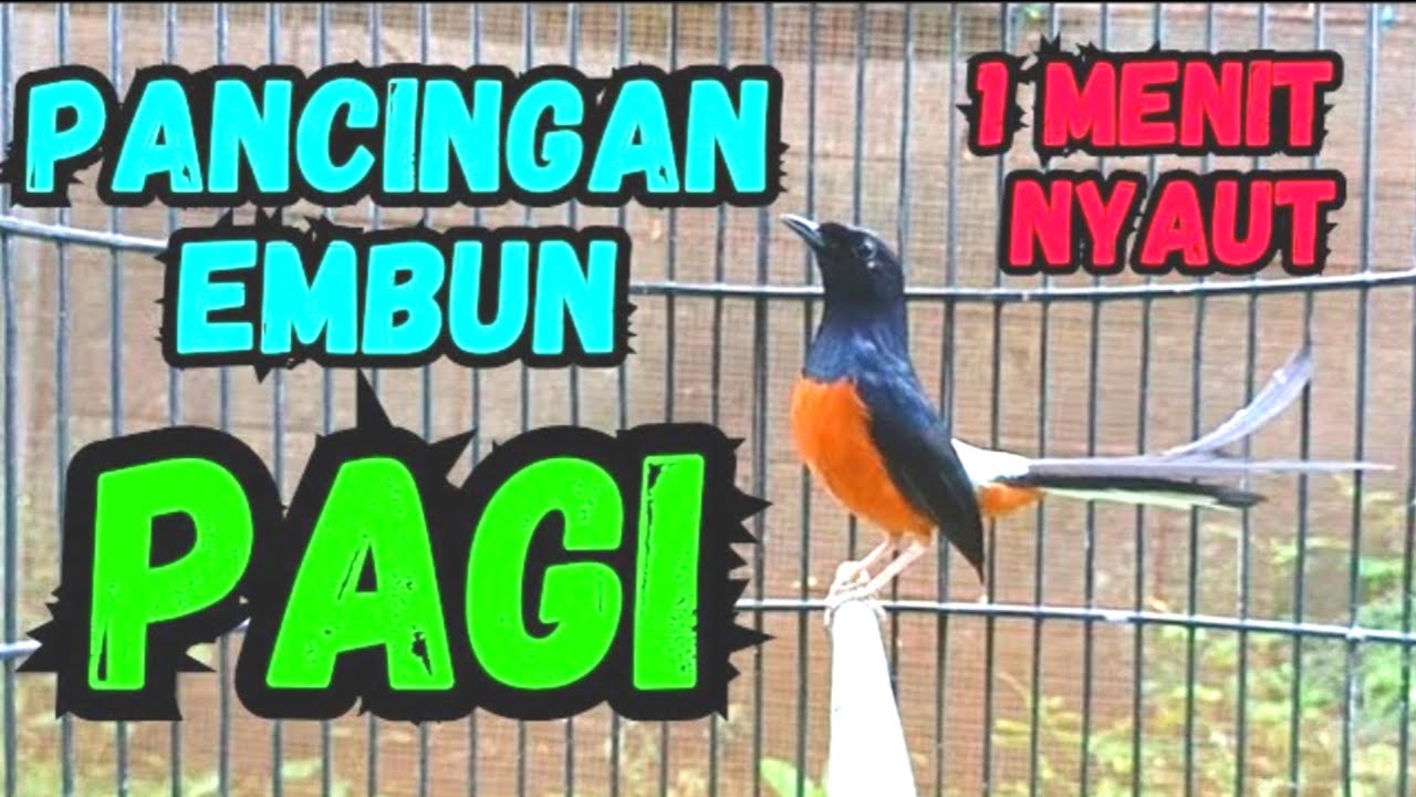 SUARA MURAI BATU Paling DAHSYAT bikin Murai lain segera NYAUT penuh EMOSI