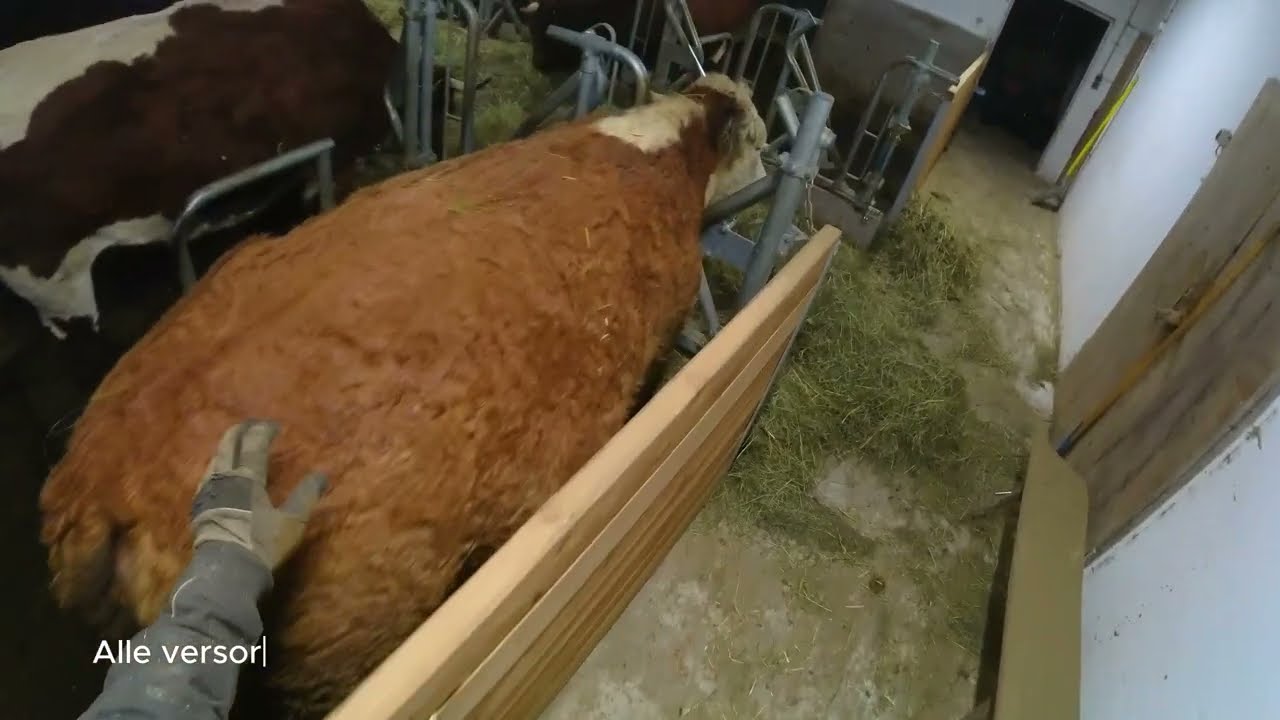 Stallarbeit am nutztierfreien Bauernhof / #alltagamlebenshof