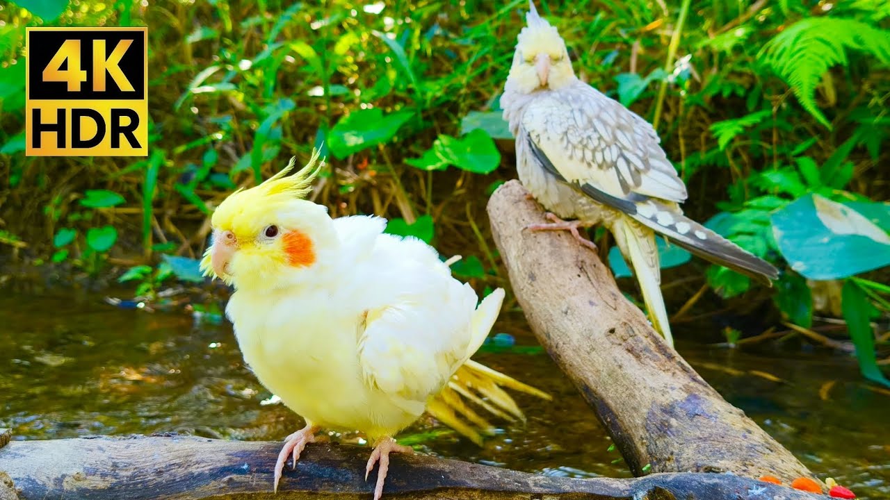 Relaxing Cockatiel Sounds in Nature | 4K HDR Cute Bird Singing