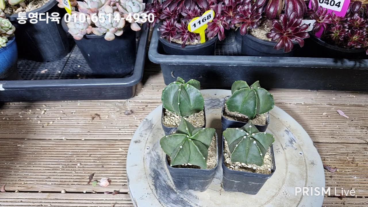 통영다육 010-6514-4930