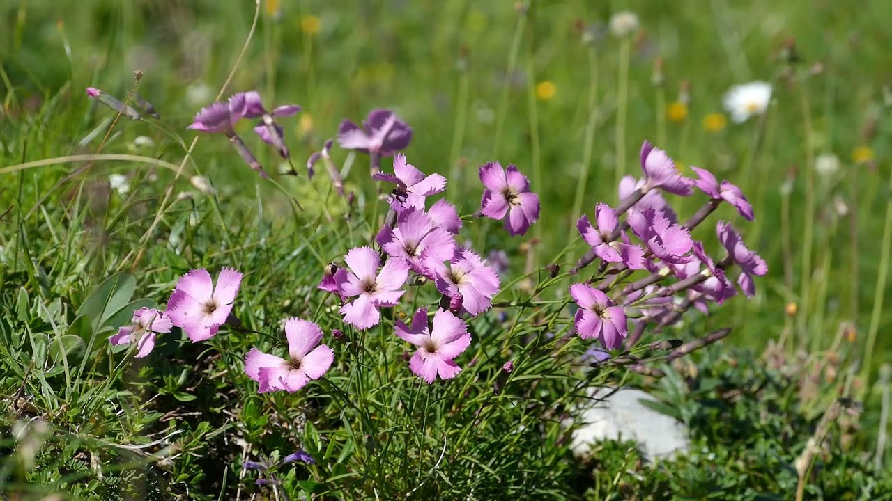 Artenvielfalt in Deutschland: Wanderung Allgäuer Alpen, Botanik Raritäten Steinnelke, Orchideen & Co
