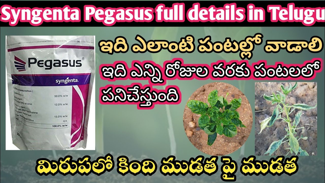 Syngenta Pegasus Full Details Telugu || మిరుపలు కింది ముడుత పై ముడుత  || Pegasus use in telugu ||