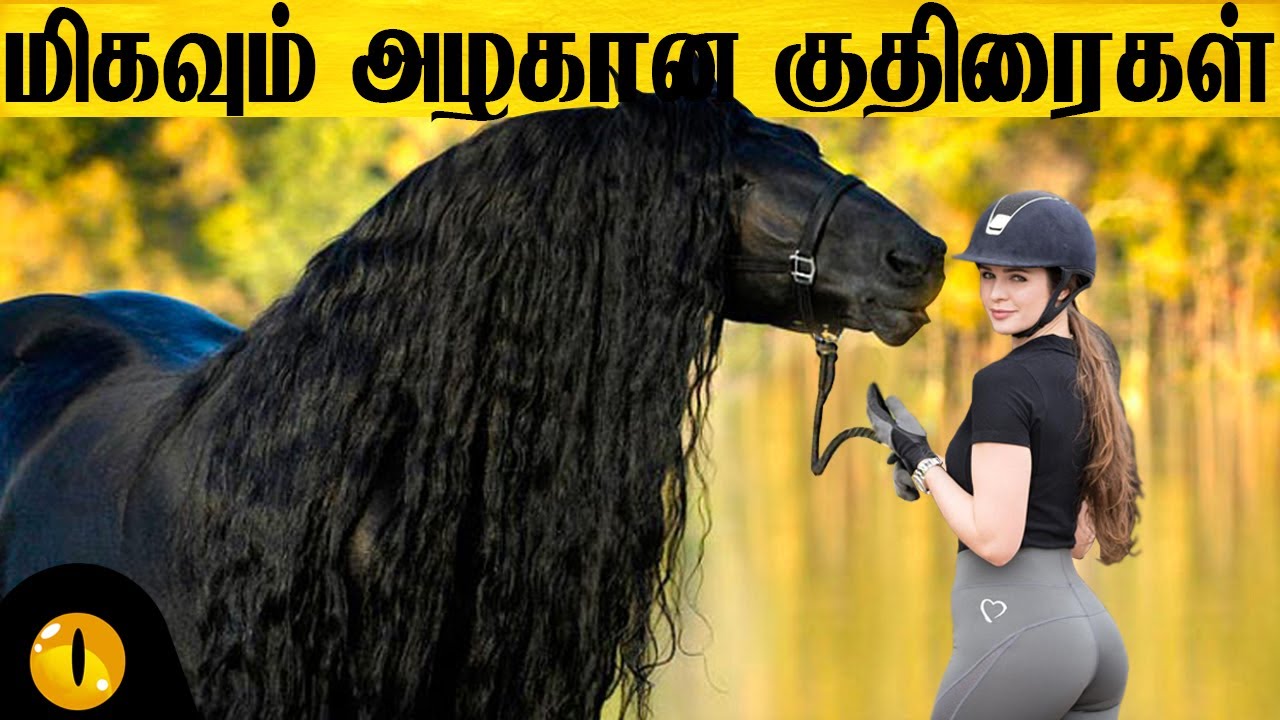 உலகிலேயே மிகவும் அழகான குதிரைகள் | Most Beautiful Horse Breeds in the World | Animaltube.TV Tamil