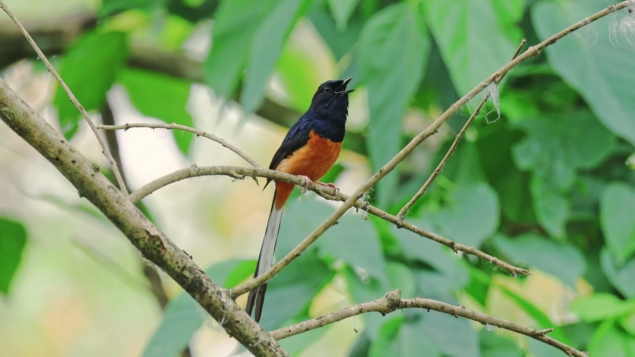White- Rumped Shama singing (4K) | শামা পাখি l  bird song| #birdsounds #bird_calls