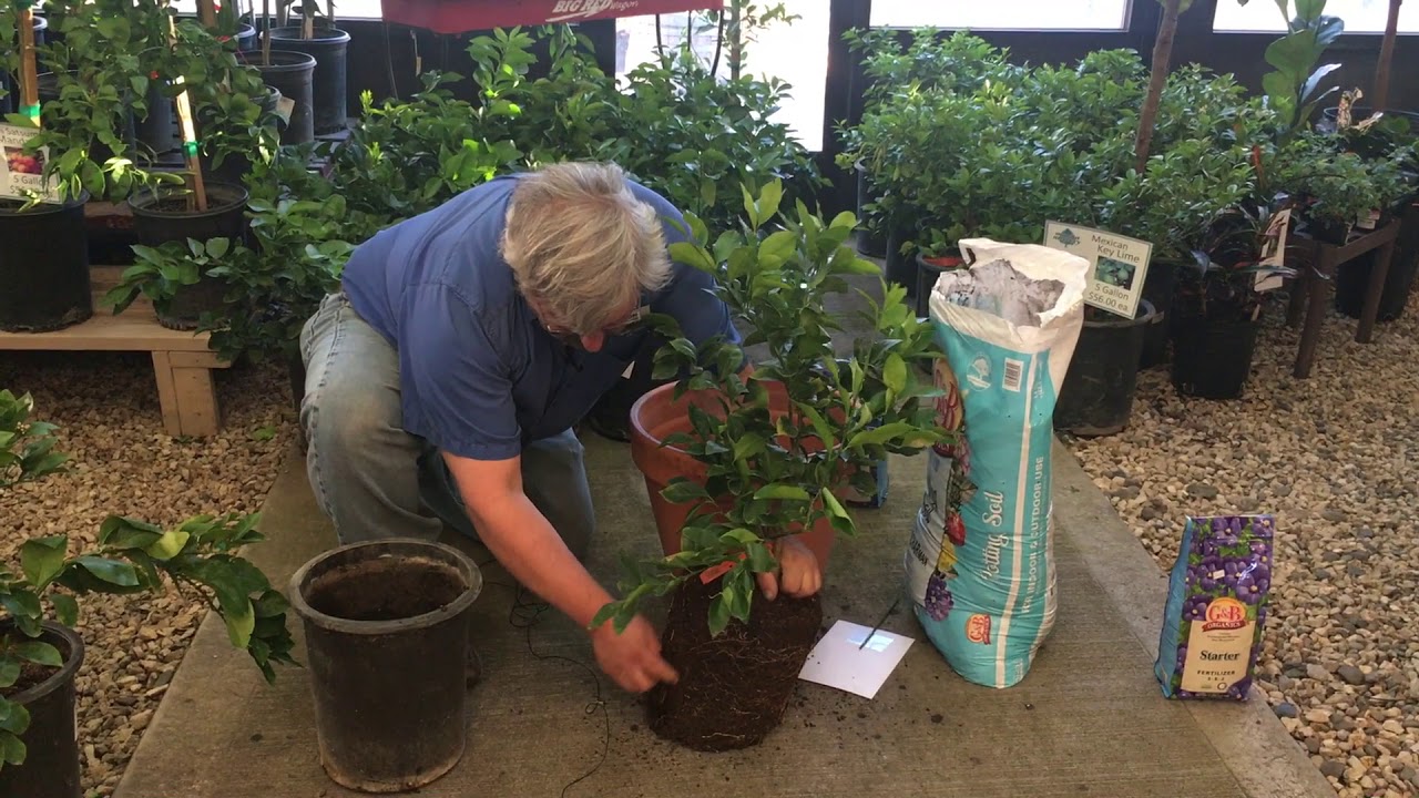 How to Pot and Grow Citrus Trees