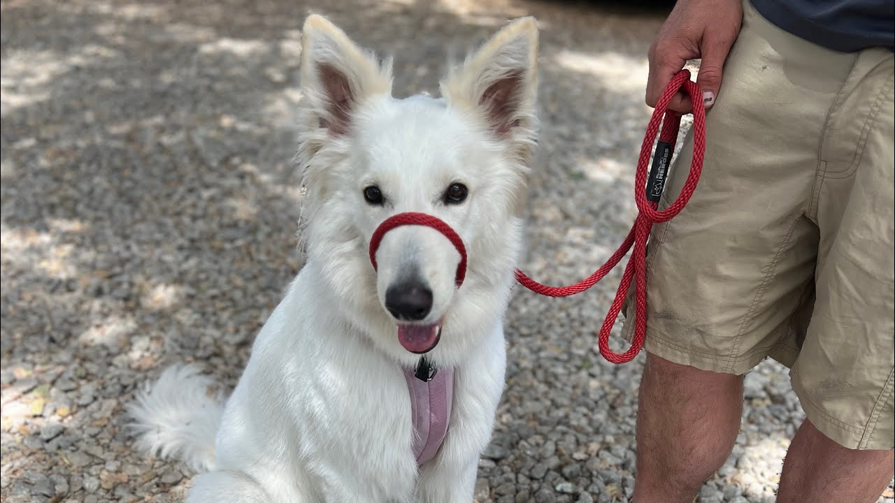 How to walk calmly on the SideKick leash with Milky