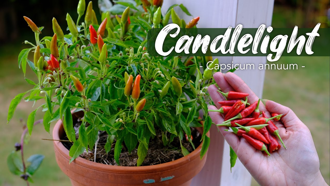 Topfchili 'Candlelight' - Milde Chili f&uuml;r Balkon & Terrasse I Capsicum annuum