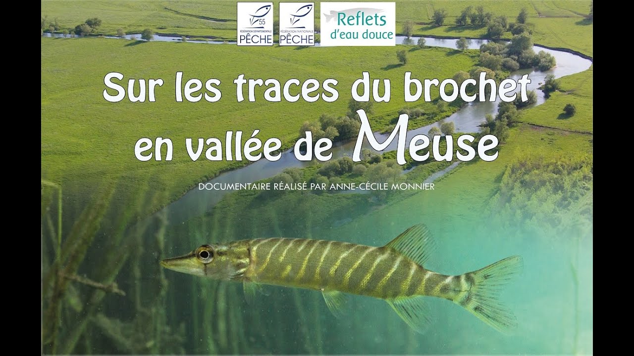 Sur les traces du brochet en vallée de Meuse (version 2020)