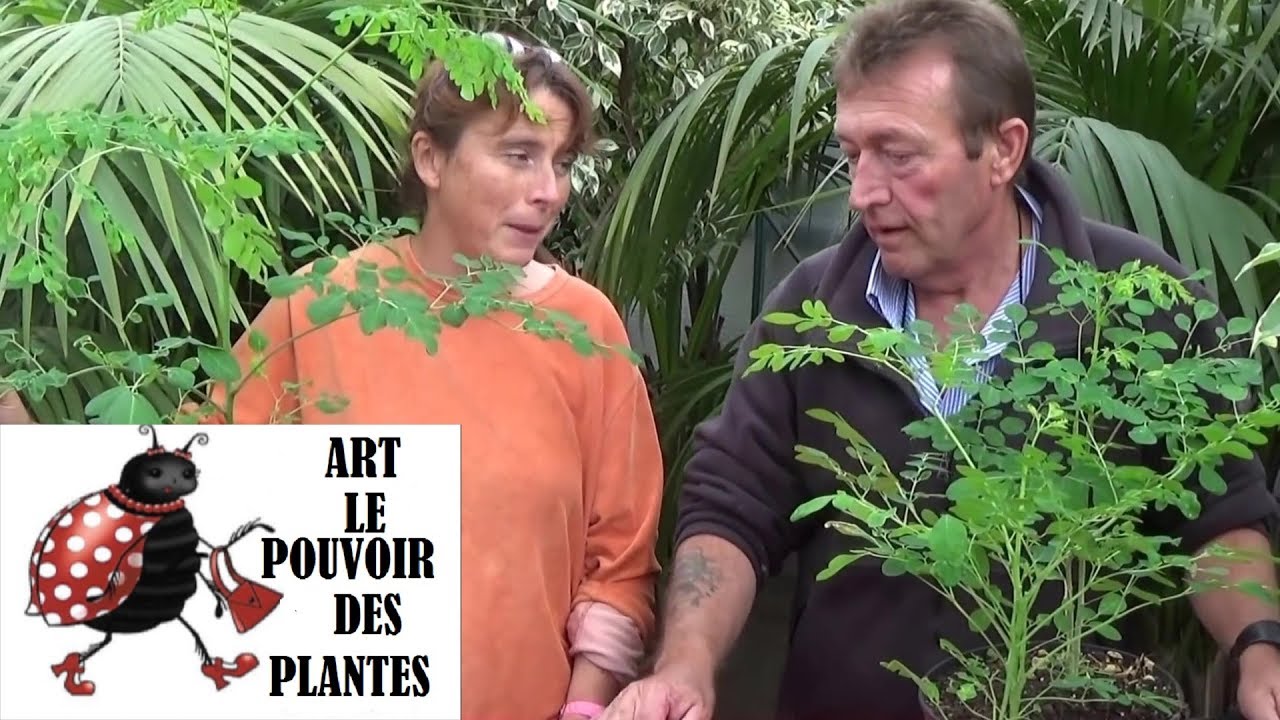 chaine de Jardinage:  Moringa oleifera: Comment faire un Semis: l’arbre de la vie!