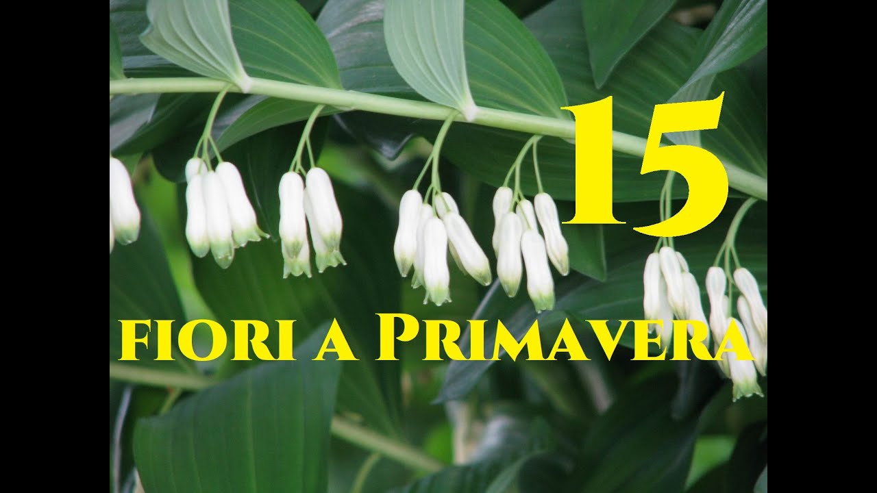 15 piante a fioritura primaverile #tutorial #giardinaggio Sigillo di Salomone e altre meraviglie! 🌷🌱
