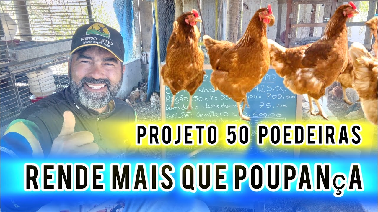  50 GALINHAS POEDEIRAS DA MAIS DINHEIRO QUE POUPANÇA  | QUANTO VOCÊ TERÁ QUE INVESTIR PRA INICIAR. 