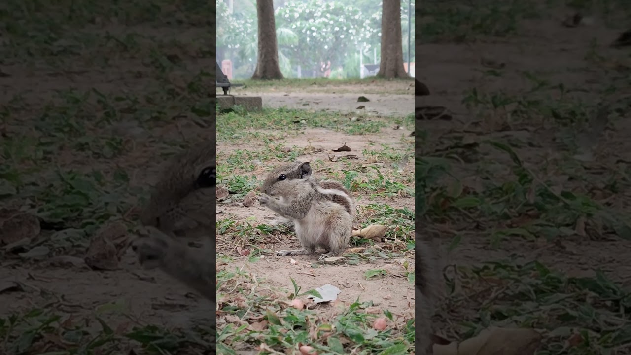 Witnessed Adorable Squirrel eating 