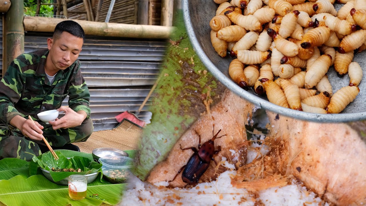 25-Day Journey: Raising Coconut Worm Larvae & Rustic Life in the Northwest