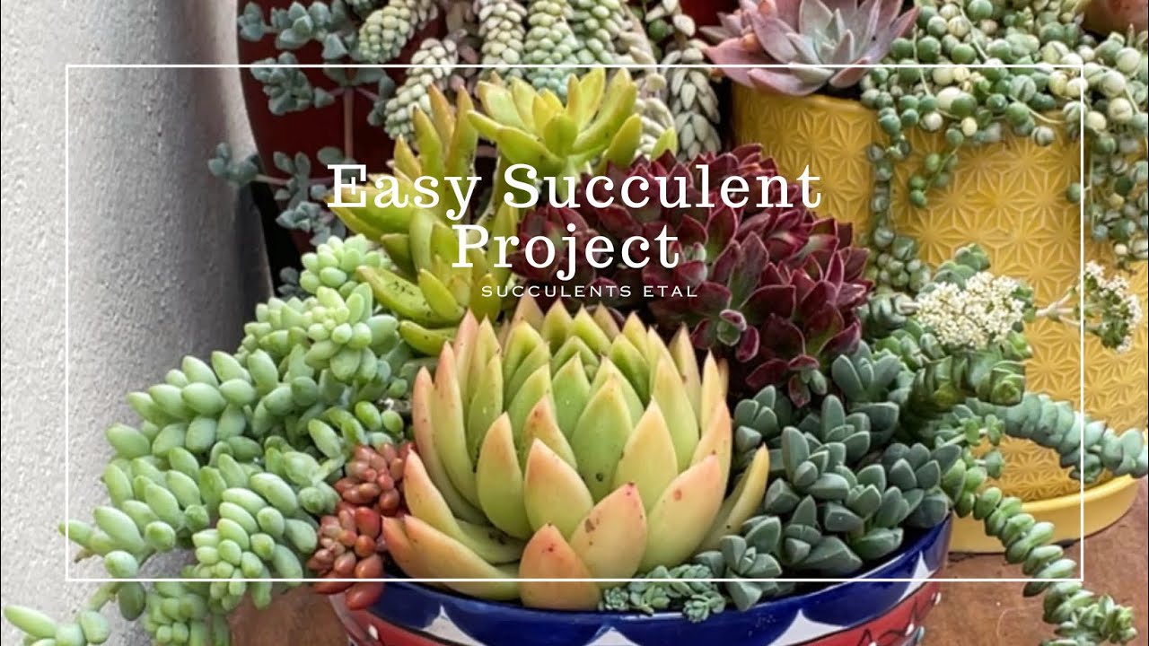 Easy Succulent Project for Beginners