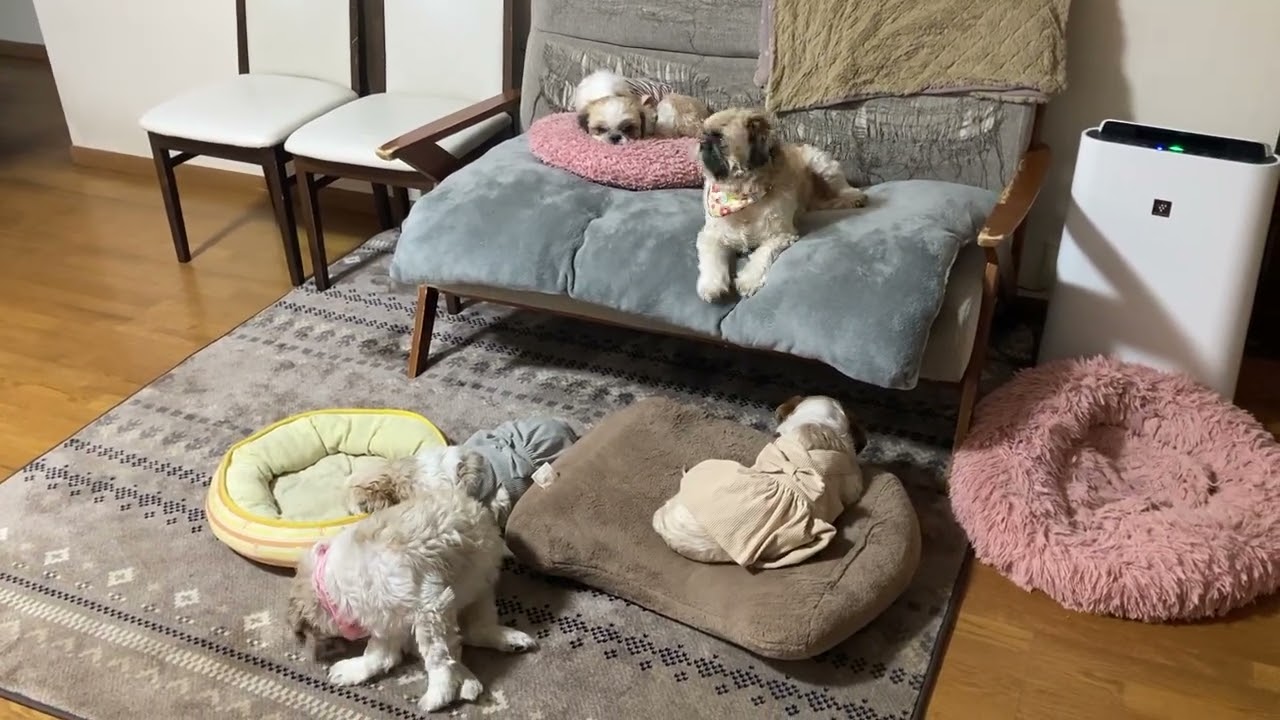 ヌシのお散歩中の様子を語ります🐶笑🐶不審者。。。かも？#シーズー大好き部 #シーズー #癒し #犬のいる生活 #可愛い #愛犬 #cute #dog siblings 