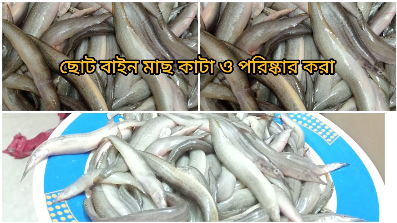 কিভাবে বাইন মাছ কাটতে হয় || বাইম মাছ কাটা ও পরিস্কার করার পদ্ধতি | How To Cut Baim Fish