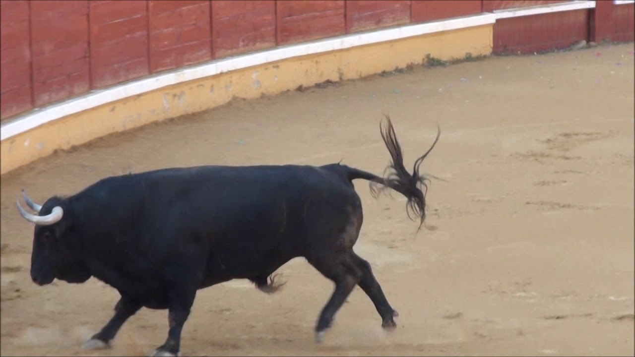 TUDELA ( NAVARRA ) 2011 CONCURSO DE RECORTADORES, con toros en puntas Sabado,30,Julio
