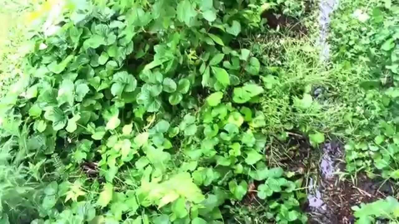 Clever Mini Swale Rainwater Catchment