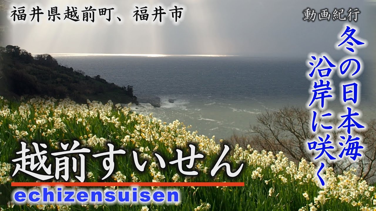 冬の絶景～越前水仙～越前町・福井市【動画紀行・福井県】Beautiful view
