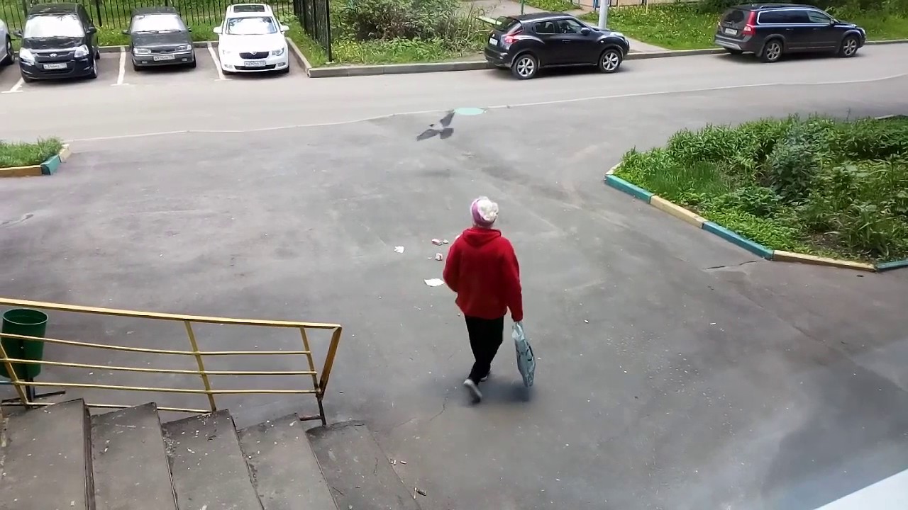 Ворона беспределит во дворе