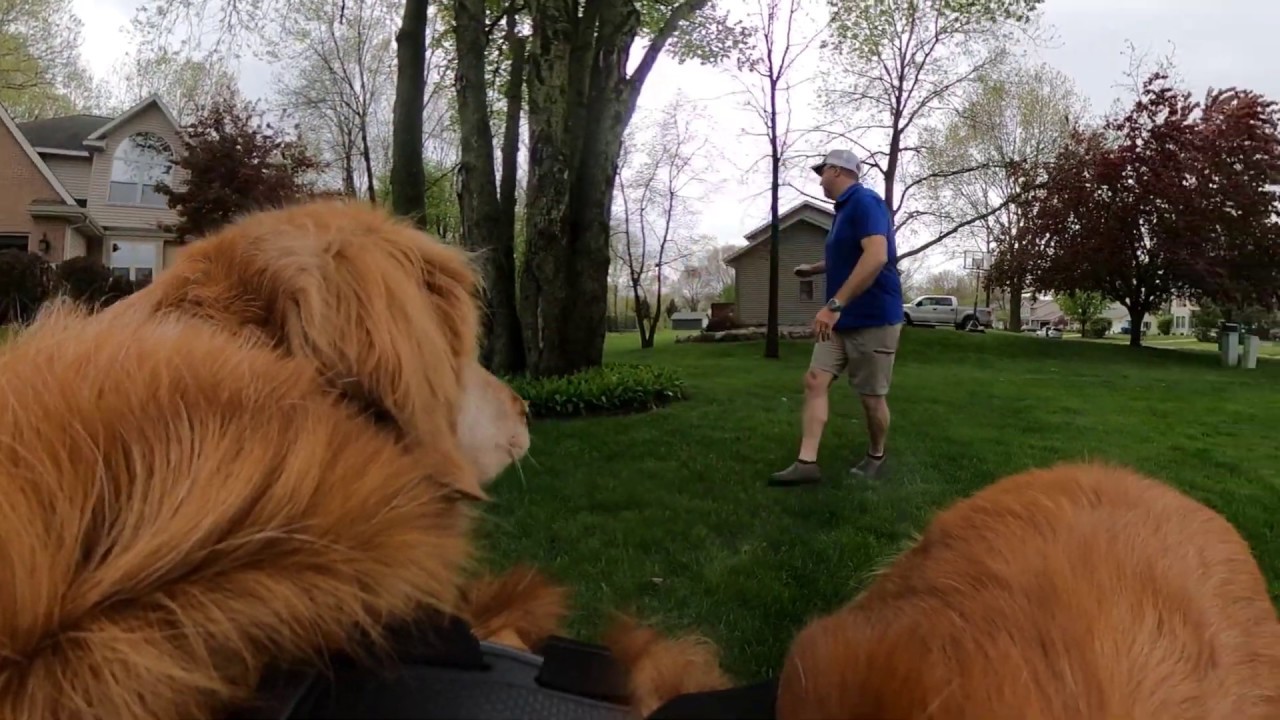 Our Golden Retriever Cooper with the GoPro Max on a Fetch mount