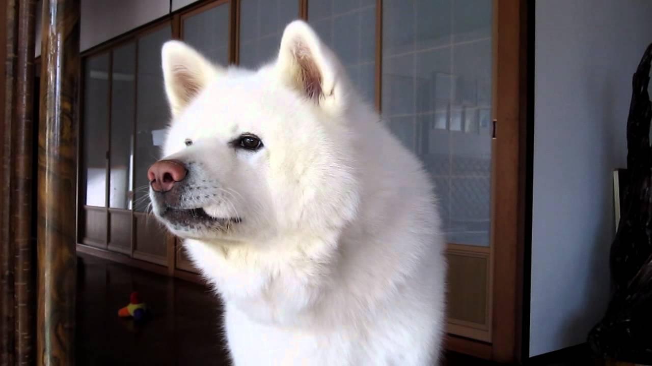 【秋田犬げんき】やっぱりボクの勘違いでした【akita dog】